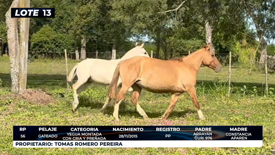 Lote LOTE 13