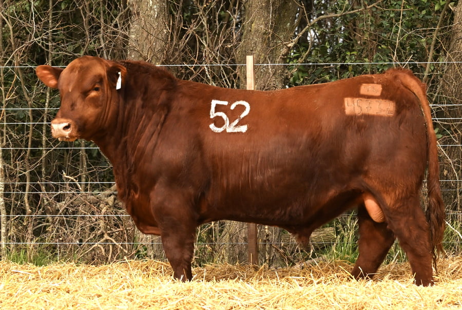 Lote TOROS ANGUS PC