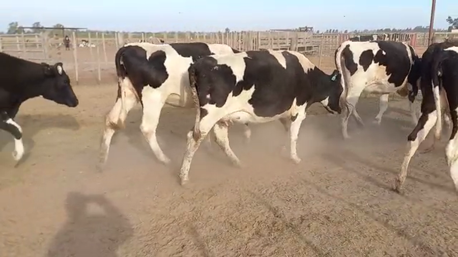Lote 7 Vaquillonas preñadas Holando Argentino en Brinkmann, Córdoba