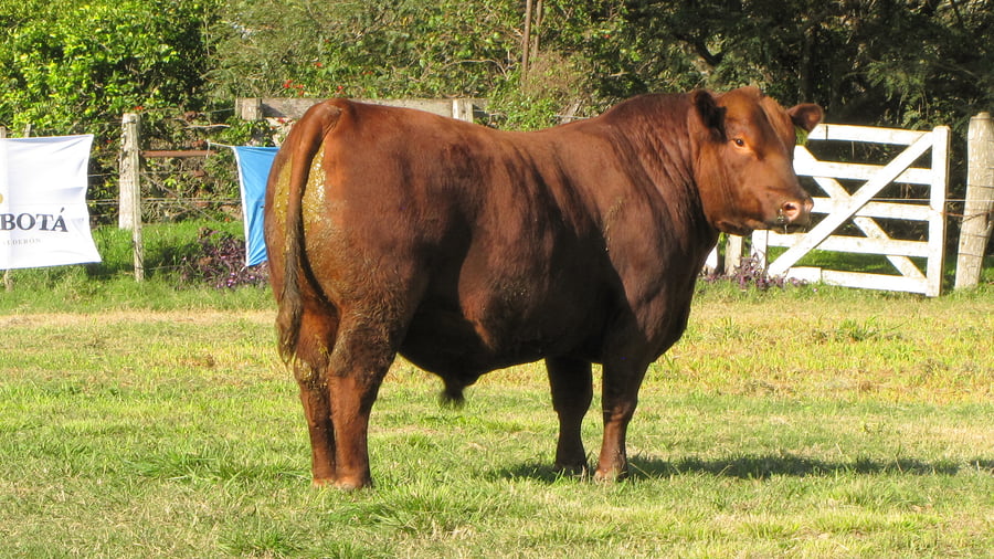 Lote CABAÑA COEMBOTÁ: RP 619
