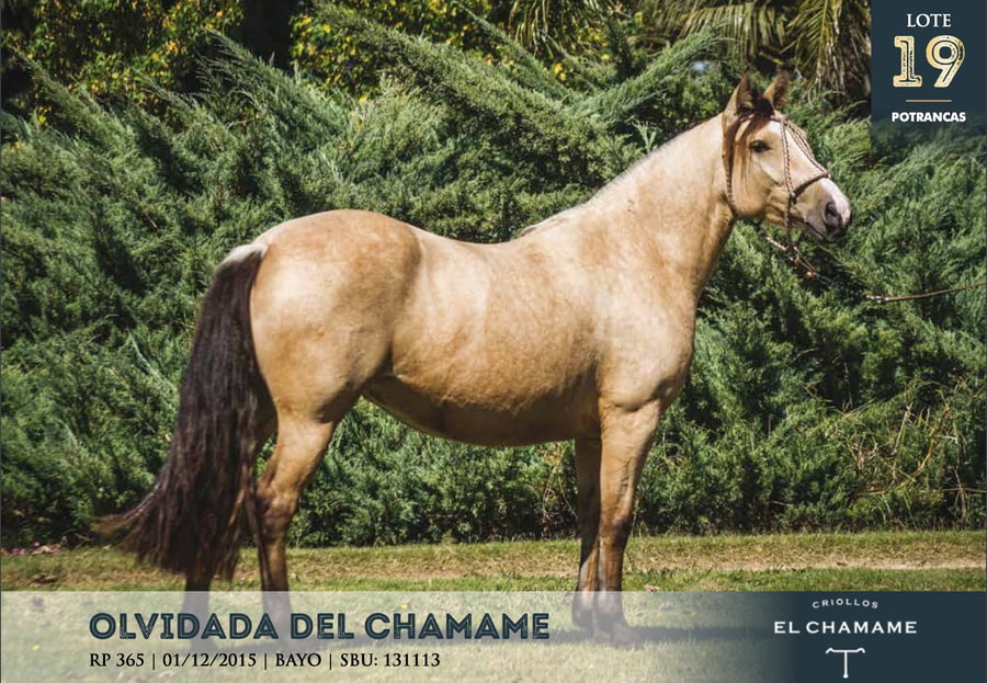 Lote OLVIDADA DEL CHAMAME