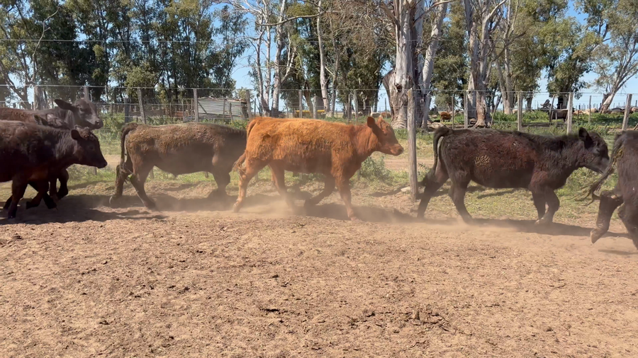 Lote 34 Novillitos en Buenos Aires, 9 de Julio