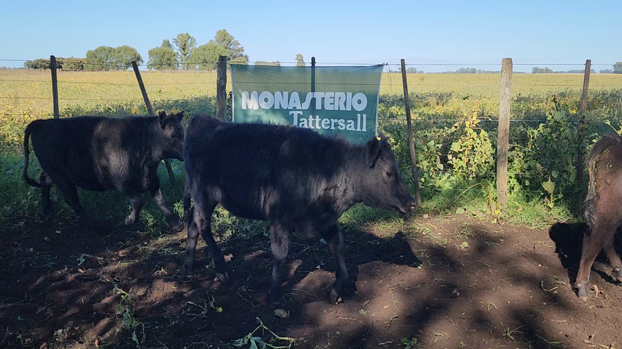 Lote 28 Terneros/as en Bolívar