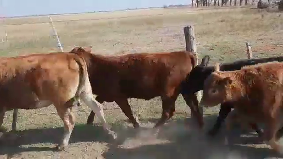 Lote 66 Terneros/as Braford y cruzas británicas en Humberto 1º, Santa Fe