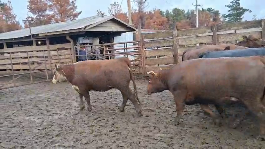 Lote 40 Vaquilla Gorda en Los Ángeles, VIII Región Biobío