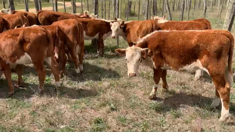 Lote 30 Terneras en Tupambaé, Cerro Largo