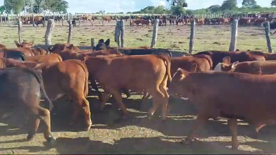Lote 75 Terneros
