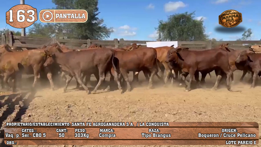 Lote LOTE 163 - PANTALLA