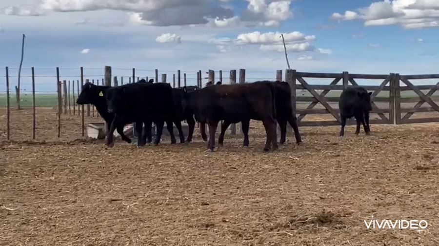 Lote 136 Terneras en Trenque Lauquen, Buenos Aires