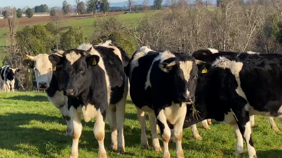 Lote 50 Novillo Engorda en Purranque, X Región Los Lagos