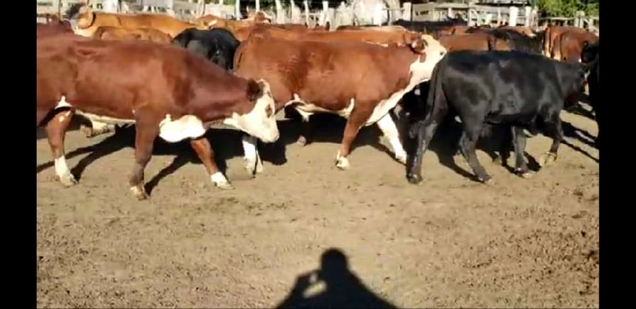 Lote 38 Novillos en Villaguay, Entre Ríos