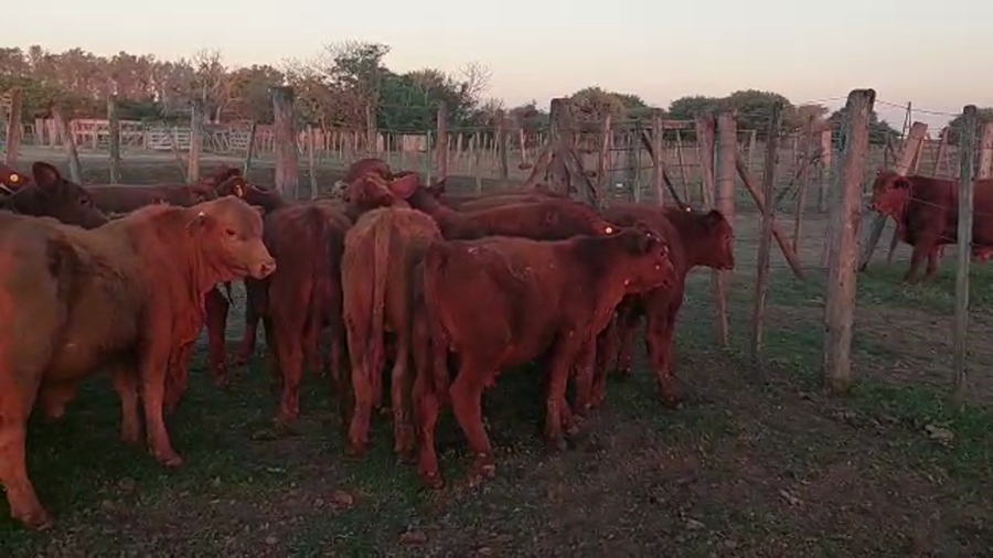 Lote 24 Terneros en Santa Fe, Palacios