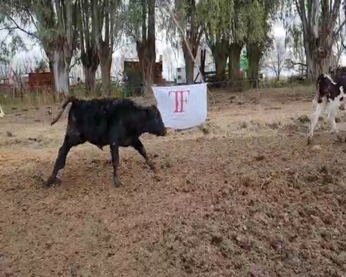 Lote 22 terneros - Pehuajó Pcia Bs As