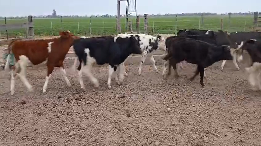 Lote 24 Terneros Holando Argentino y Montbeliarde en Col. Aldao, Santa Fe