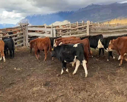 Lote 55 Ternero en XI Región Aysén, Chile Chico