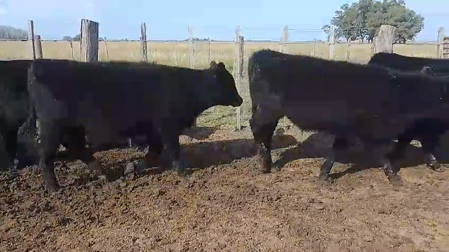 Lote 63 Terneros en Chascomus