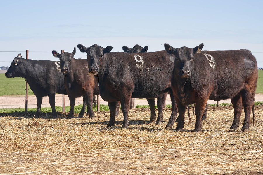 Lote "TRES MOLINOS" VAQUILLAS P.C PREÑADAS