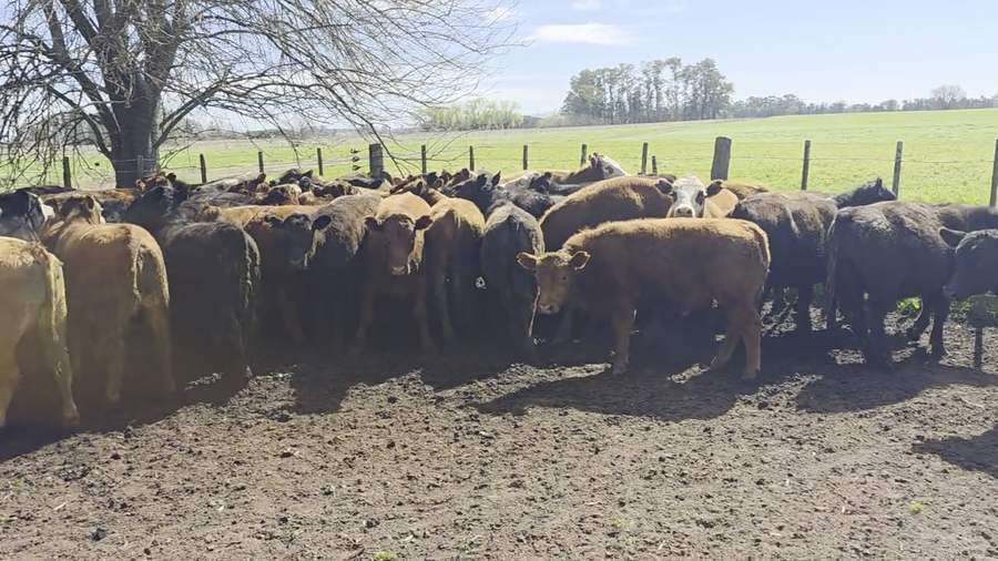 Lote 60 Novillitos y vaquillonas en Buenos Aires, Roque Pérez