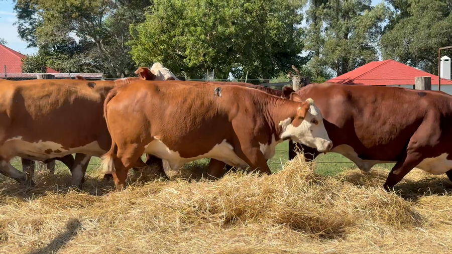Lote 33 Vacas nuevas Preñadas en Corrientes, Curuzú-Cuatiá