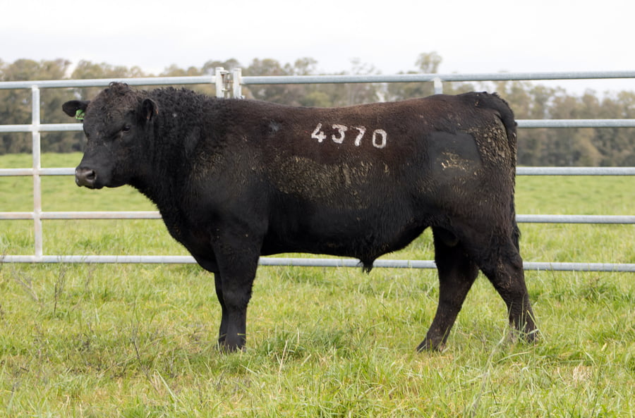 Lote ABERDEEN ANGUS SA - Angus NEGROS
