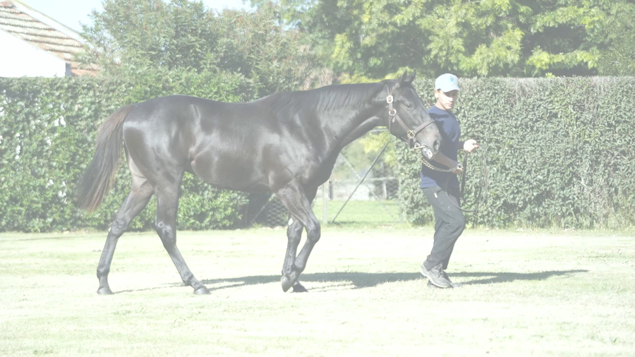 Lote MORO INTENSO (IVAR -  MAS MORA)