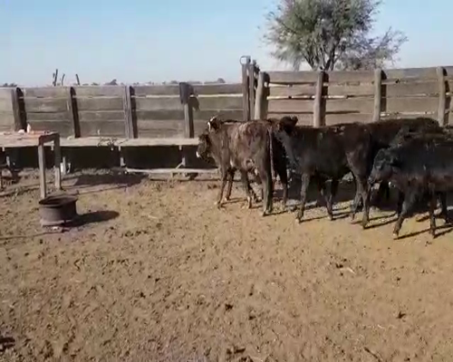 Lote 71 Terneros en Villa Ángela, Chaco