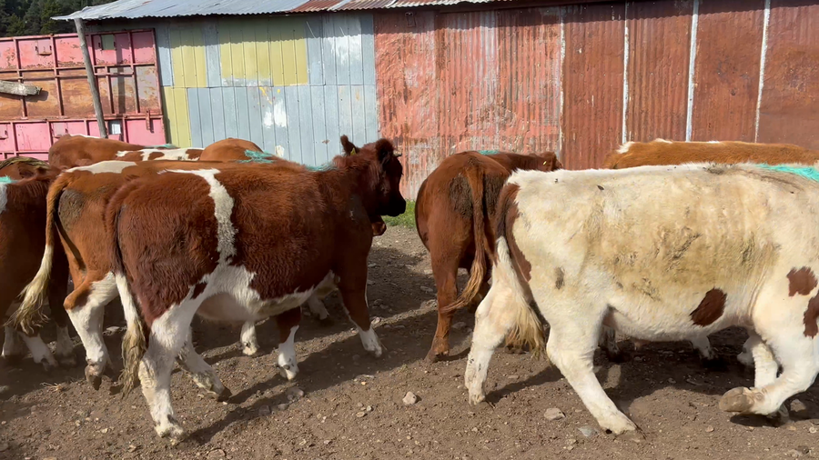 Lote 50 Novillo Engorda en Coyhaique, XI Región Aysén