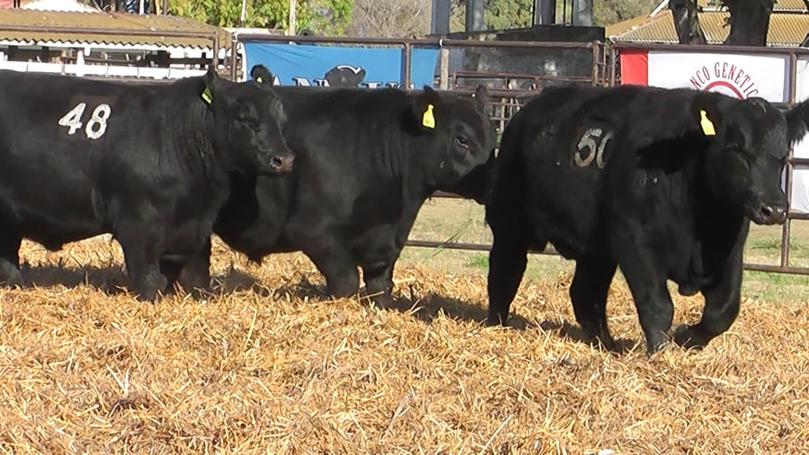 Lote TOROS ANGUS NEGROS PC