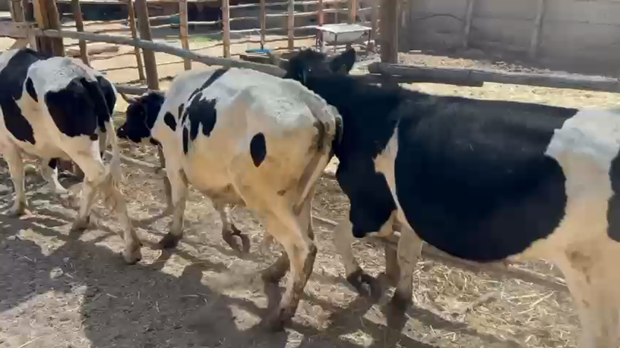 Lote 31 Novillo Engorda en Salamanca, IV Región Coquimbo