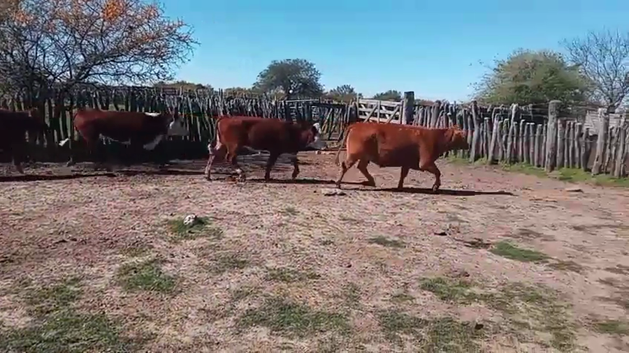 Lote 35 Vacas de invernar