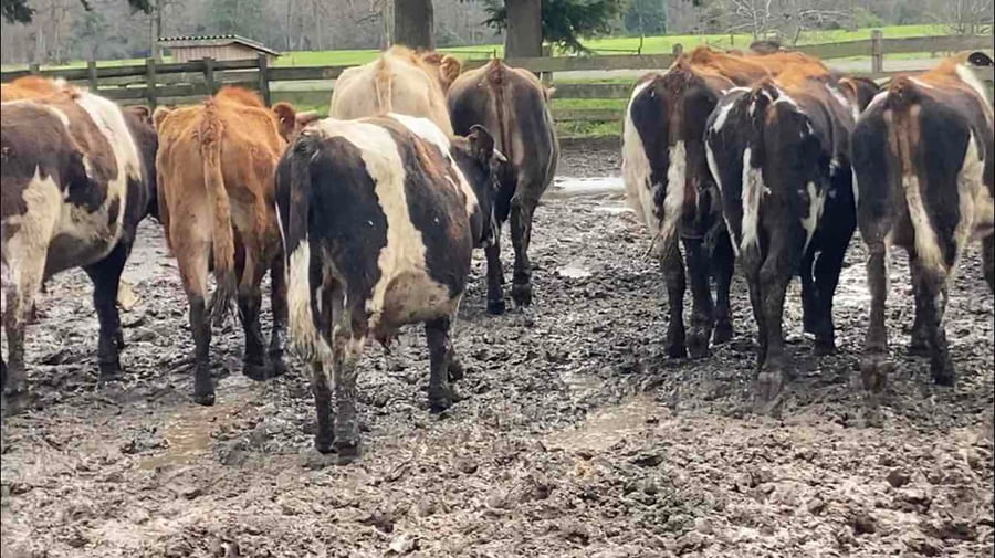 Lote 40 Novillo Engorda en Purranque, X Región Los Lagos