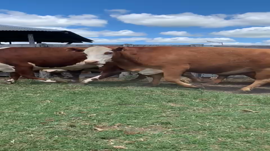 Lote 37 Vaquillonas C/ gtia de preñez