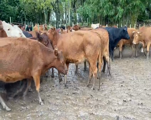 Lote VACAS INVERNADA