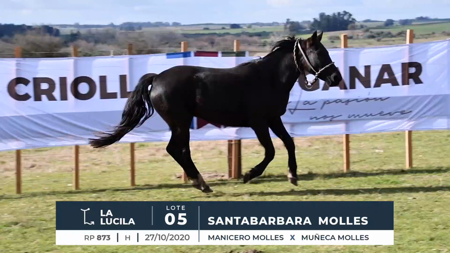 Lote SANTABARBARA MOLLES