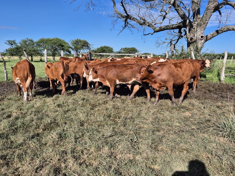 Lote 45 Terneros en Corrientes, Curuzú-Cuatiá