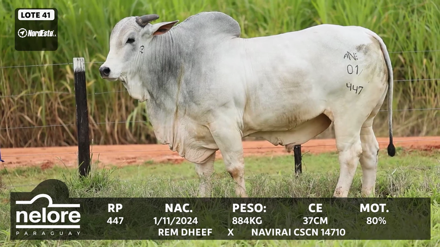 Lote LOTE 41