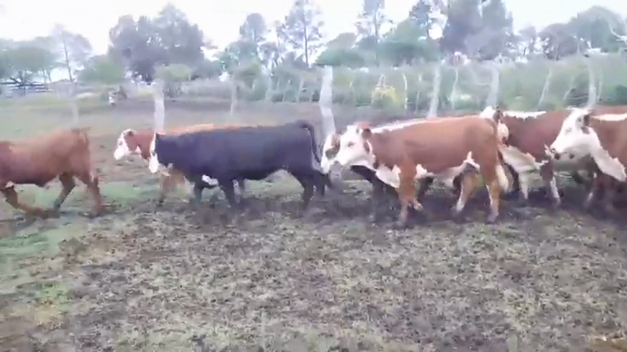 Lote 40 Terneros/as en Federal, Entre Ríos