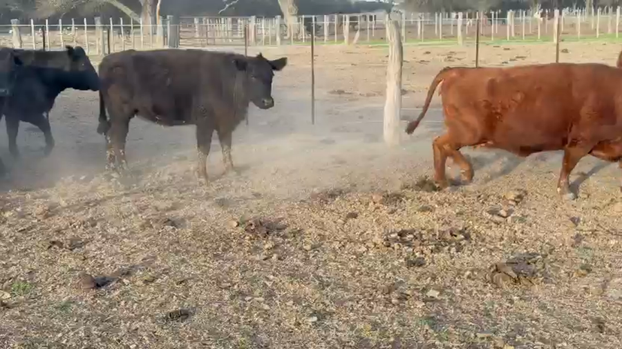 Lote 50 Vacas C/ gtia de preñez