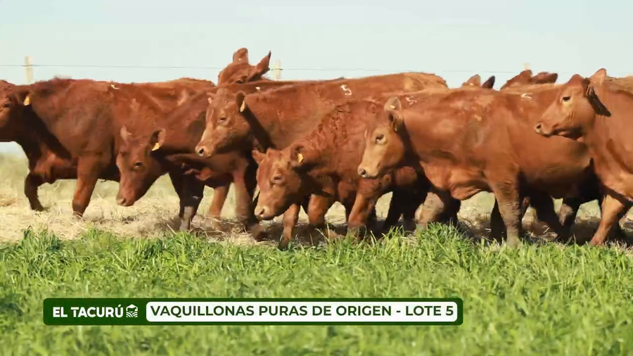 Lote LOTE 5 - VAQUILLONAS PURAS DE ORIGEN