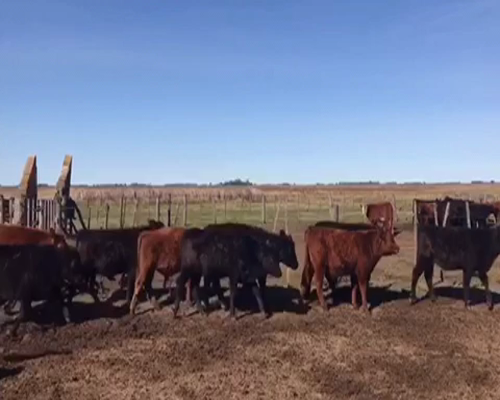 Lote 38 Terneros de 210Kg en Gral. Paz, Buenos Aires