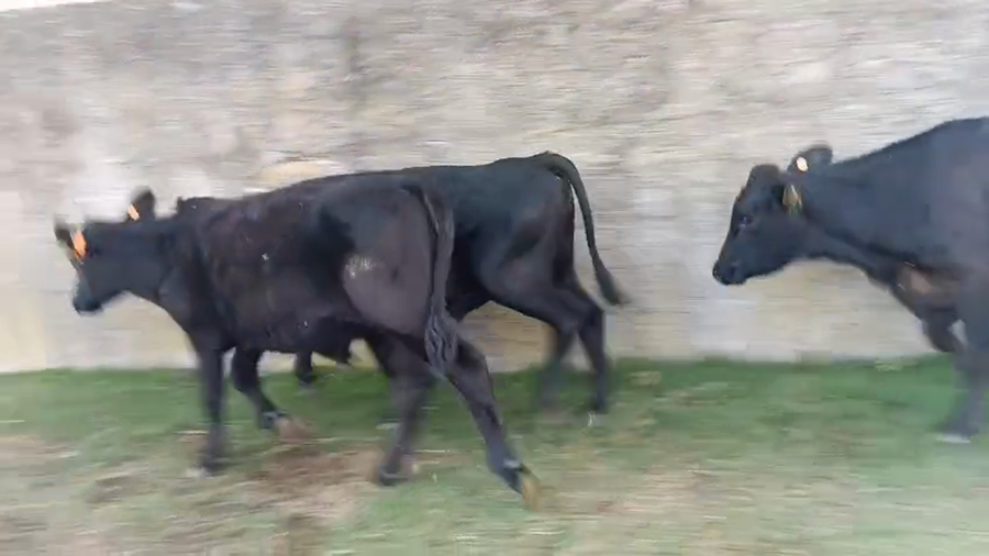 Lote 3 Terneros y Terneras a remate en Pantalla Camy - Aniversario 31 Años, San José