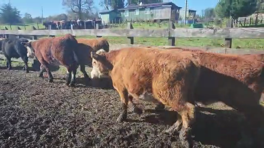 Lote 50 Novillo Engorda en Río Bueno, XIV Región Los Ríos