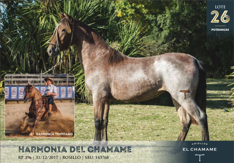 Lote HARMONIA DEL CHAMAME