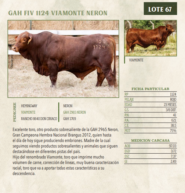Lote LOTE 67