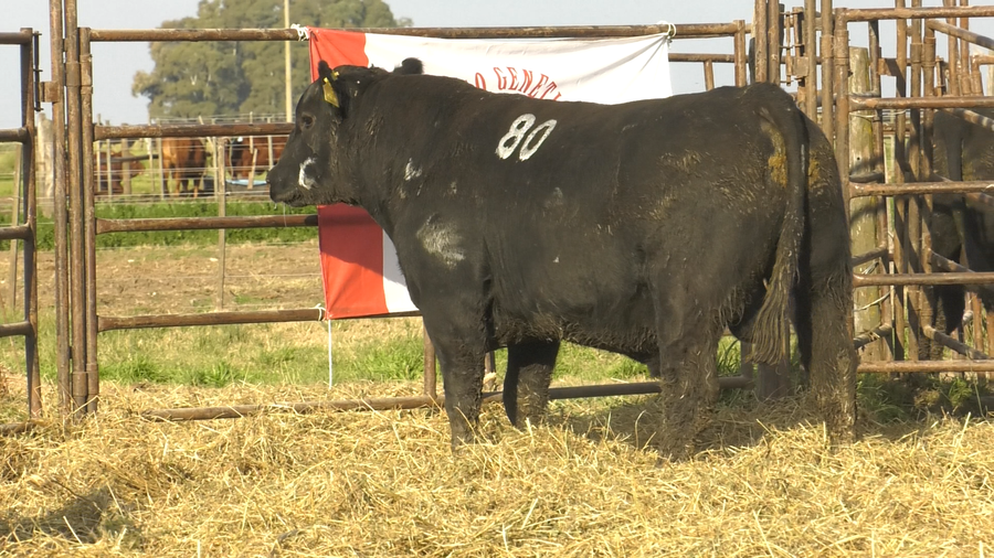 Lote TOROS ANGUS NEGROS  PC