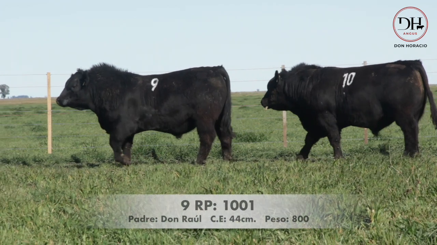 Lote Toros