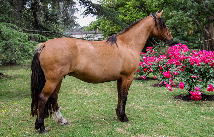 Lote QUELEN REBELDÍA