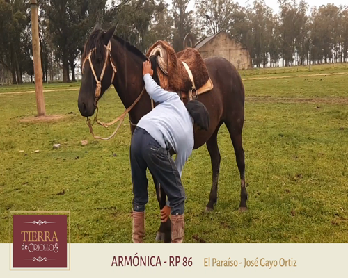 Lote Armonica (RP 86) - Cabaña El Paraíso