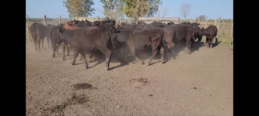 Lote 71 Terneros/as en Villaguay, Entre Ríos