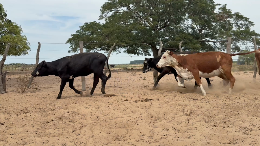 Lote 90 Terneras en Corrientes, Chavarría